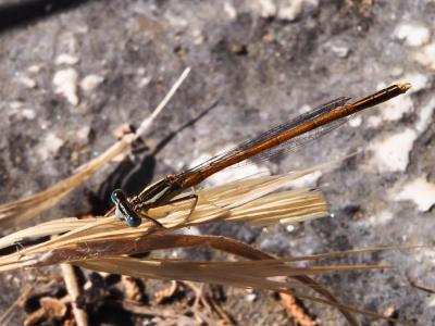 Agrion orangé Platycnemis acutipennis Selys, 1841