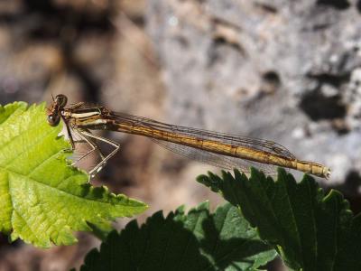 Agrion orangé Platycnemis acutipennis Selys, 1841