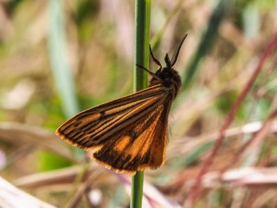 Ecaille striée (L') Spiris striata (Linnaeus, 1758)
