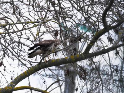Buse variable Buteo buteo (Linnaeus, 1758)