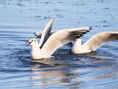 Mouette rieuse Chroicocephalus ridibundus (Linnaeus, 1766)