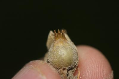 Silène enflé, Tapotte Silene vulgaris (Moench) Garcke, 1869