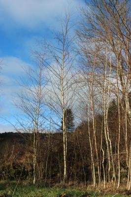Bouleau verruqueux Betula pendula Roth, 1788