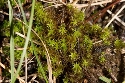  Tortella squarrosa (Brid.) Limpr., 1888