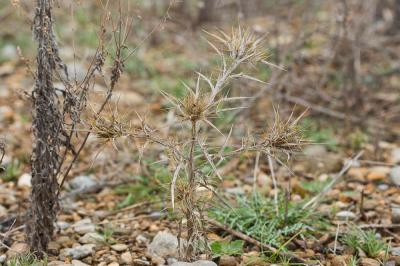 Cirse acarna Picnomon acarna (L.) Cass., 1826