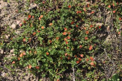 Mouron rouge, Fausse Morgeline Lysimachia arvensis (L.) U.Manns & Anderb., 2009
