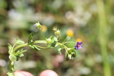 Mouron rouge, Fausse Morgeline Lysimachia arvensis (L.) U.Manns & Anderb., 2009