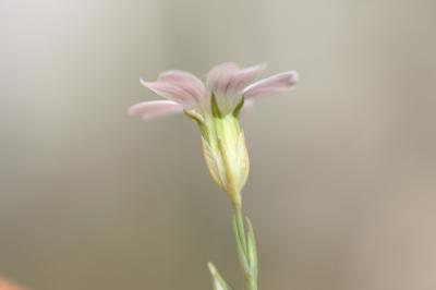 Oeillet saxifrage, Oeillet des rochers Petrorhagia saxifraga (L.) Link, 1829