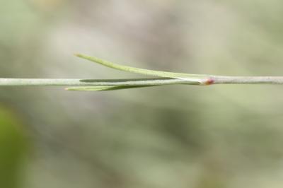 Oeillet saxifrage, Oeillet des rochers Petrorhagia saxifraga (L.) Link, 1829