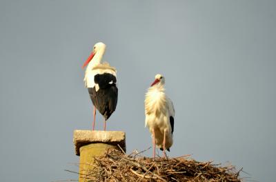 Cigogne blanche Ciconia ciconia (Linnaeus, 1758)