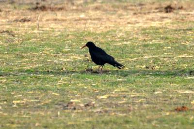 Crave à bec rouge Pyrrhocorax pyrrhocorax (Linnaeus, 1758)