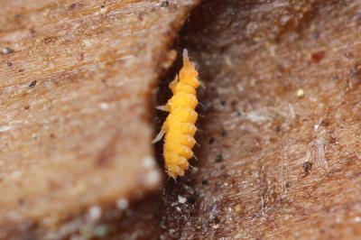  Monobella grassei (Denis, 1923)