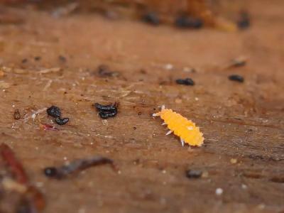  Monobella grassei (Denis, 1923)