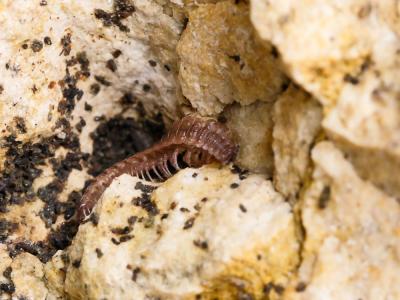  Polydesmus angustus Latzel, 1884
