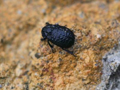  Trox perlatus perlatus (Goeze, 1777)