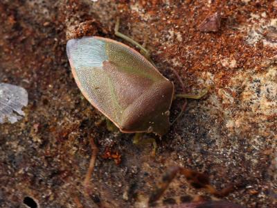  Piezodorus lituratus (Fabricius, 1794)