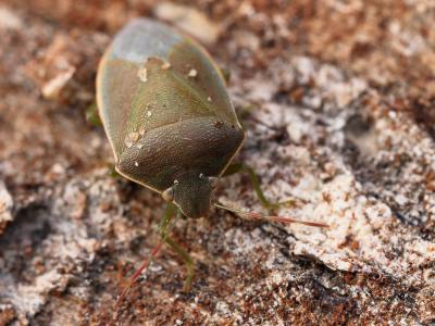  Piezodorus lituratus (Fabricius, 1794)