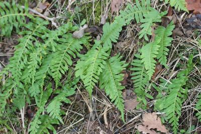 Polypode intermédiaire Polypodium interjectum Shivas, 1961
