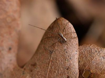  Neriene radiata (Walckenaer, 1841)