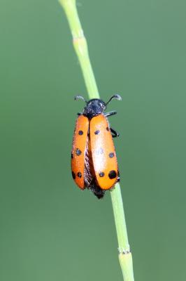  Hycleus duodecimpunctatus (Olivier, 1811)