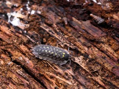  Porcellio spinicornis Say, 1818