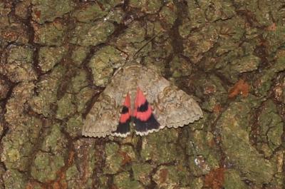 Mariée (La) Catocala nupta (Linnaeus, 1767)