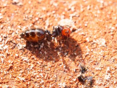  Crematogaster scutellaris (Olivier, 1792)