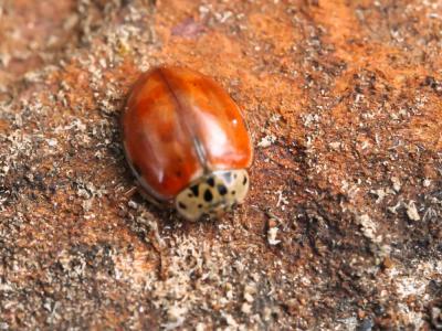 Coccinelle à quatre points Harmonia quadripunctata (Pontoppidan, 1763)