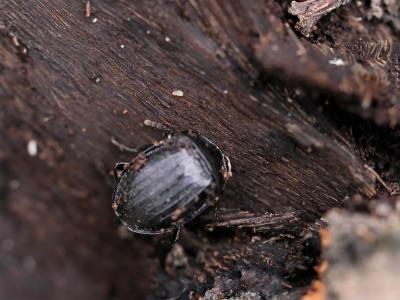  Phosphuga atrata (Linnaeus, 1758)