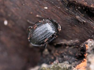  Phosphuga atrata (Linnaeus, 1758)