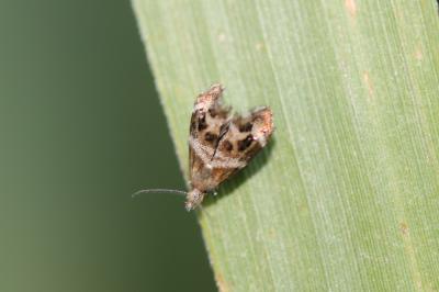  Tebenna micalis (Mann, 1857)