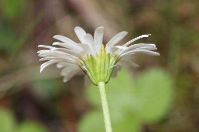 Grande Pâquerette des montagnes Bellidiastrum michelii Cass., 1817