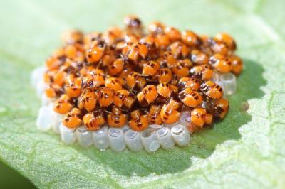 Punaise verte ponctuée Nezara viridula (Linnaeus, 1758)