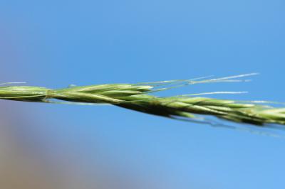 Froment des haies Elymus caninus (L.) L., 1755