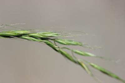 Froment des haies Elymus caninus (L.) L., 1755