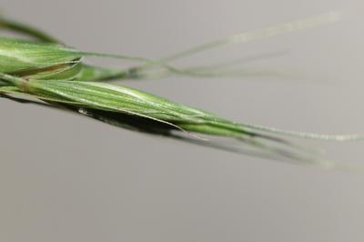 Froment des haies Elymus caninus (L.) L., 1755