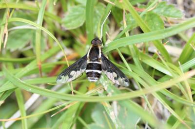  Hemipenthes maura (Linnaeus, 1758)