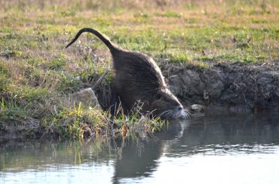 Ragondin Myocastor coypus (Molina, 1782)