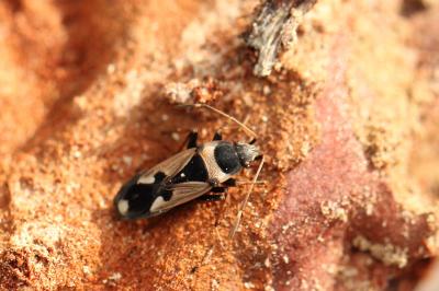 Raglius confusus (Reuter, 1886)