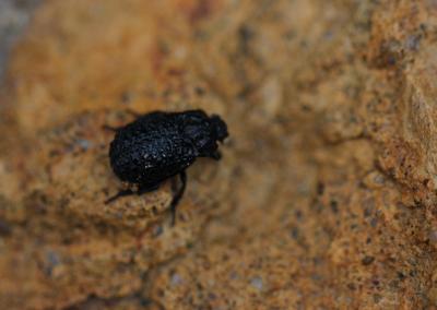  Trox perlatus (Goeze, 1777)