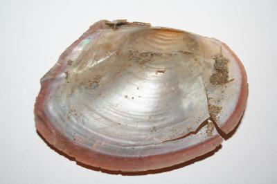  Unionidae Rafinesque, 1820