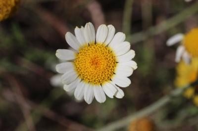 Anacycle radié Anacyclus radiatus Loisel., 1828
