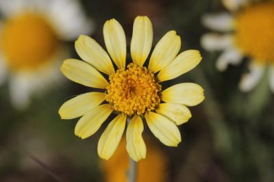 Anacycle radié Anacyclus radiatus Loisel., 1828