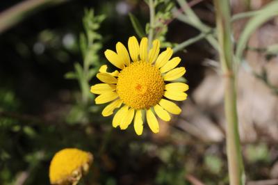 Anacycle radié Anacyclus radiatus Loisel., 1828