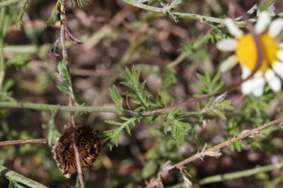 Anacycle radié Anacyclus radiatus Loisel., 1828