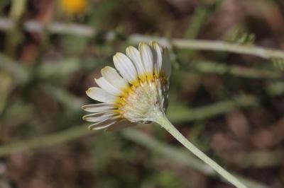 Anacycle radié Anacyclus radiatus Loisel., 1828