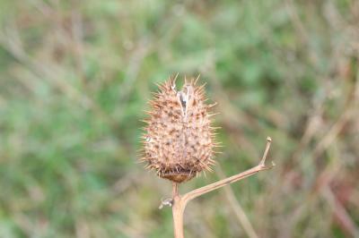 Stramoine, Herbe à la taupe, Datura officinale Datura stramonium L., 1753