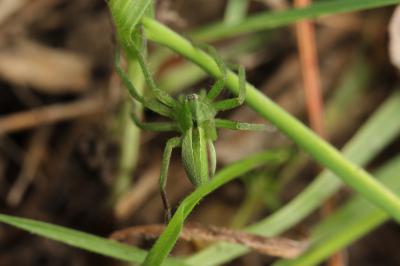  Micrommata ligurinum (C. L. Koch, 1845)