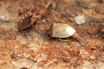  Piezodorus lituratus (Fabricius, 1794)