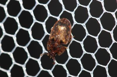  Soronia grisea (Linnaeus, 1758)